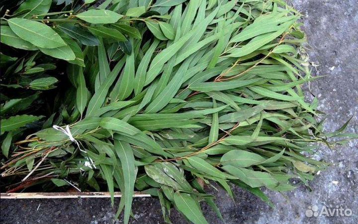 Дубовые веники для бани