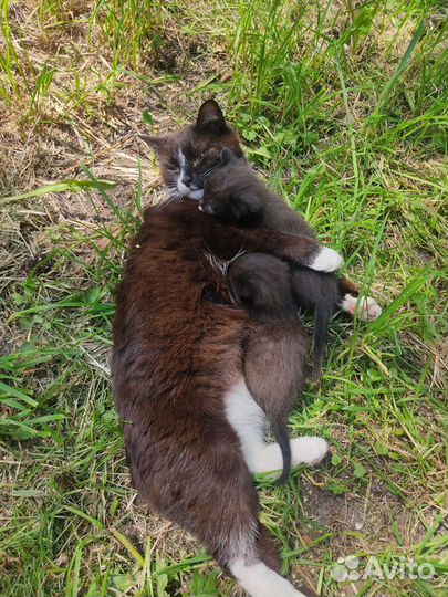 Кошка и котята