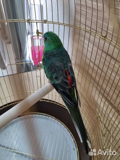 Певчий попугай