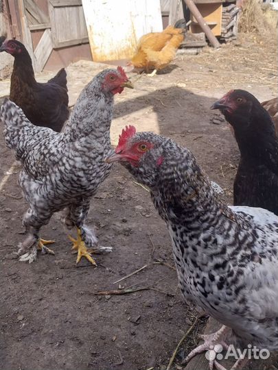 Петушки молодые