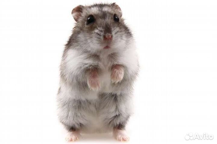 Передержка ваших любимых птичек и грызунов