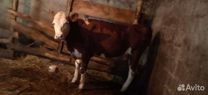 Тёлочка на племя сементалка возраст 1год