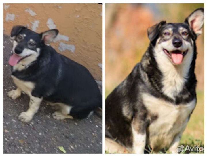 Щенки собачки