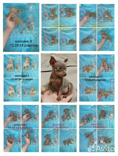 Много тойчиков цветных