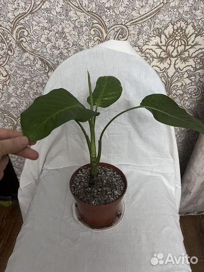 Живые комнатные растения