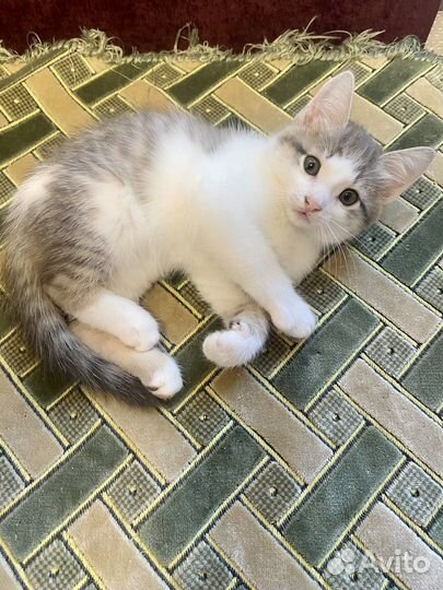 Котик в добрые руки