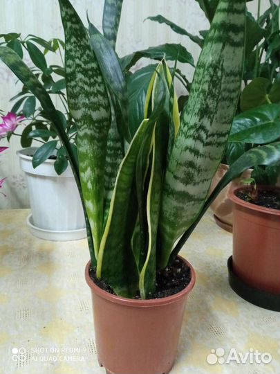 Сансевиерия