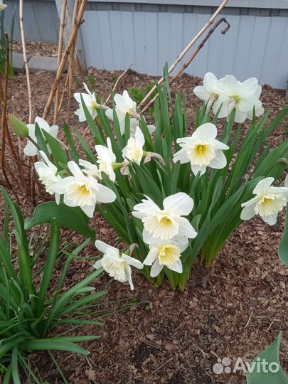 Рассада многолетних цветов