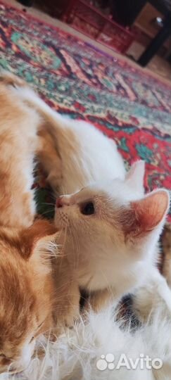 Шатланские вислоухие котята