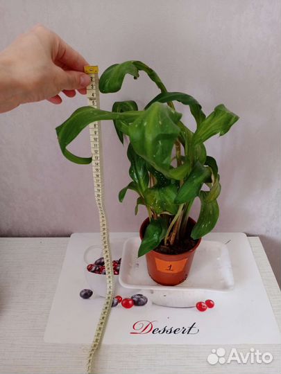 Камелия японская, Каллы белые