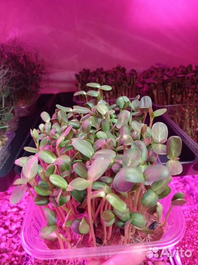 Микрозелень