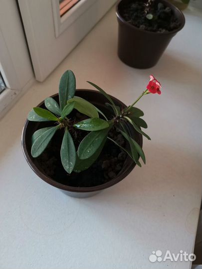 Молочай миля