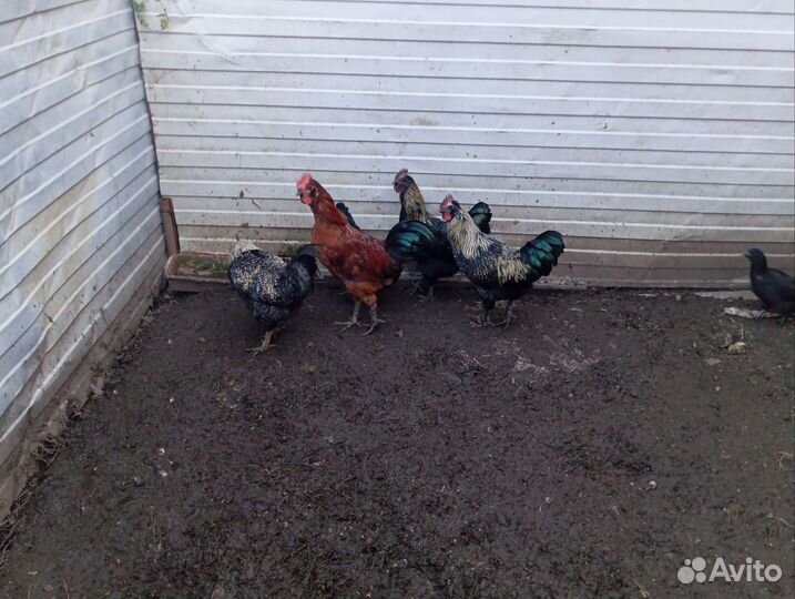 Продаю четыре петуха