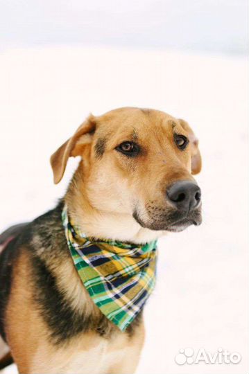 Собаки бесплатно в добрые руки