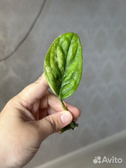 Монстера карстенианум вариегатная