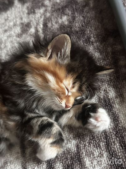 Котята курильский бобтейл