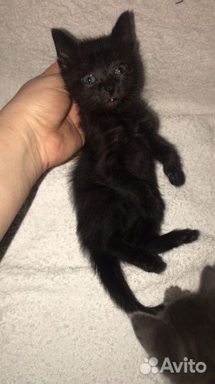 Русская голубая