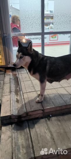 Найдена собака хаски
