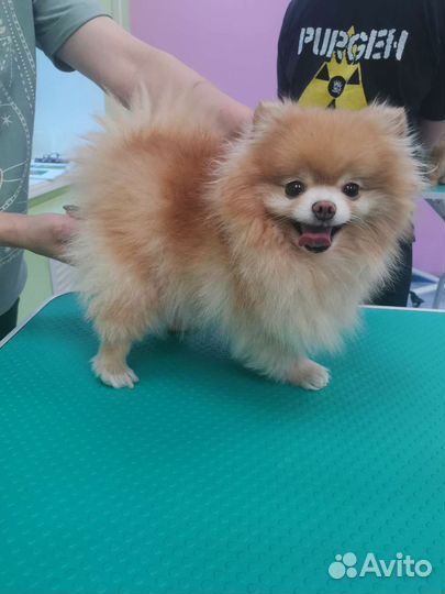 Груминг собак