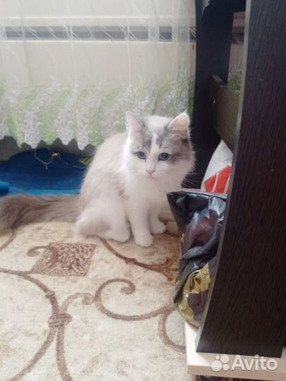 Кошка белая