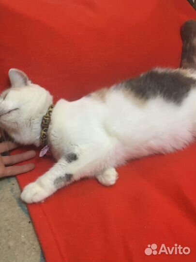 Кошка в семью