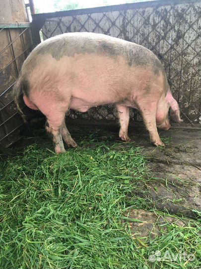 Хряк ландрас