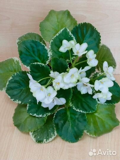 Детки сортовых фиалок