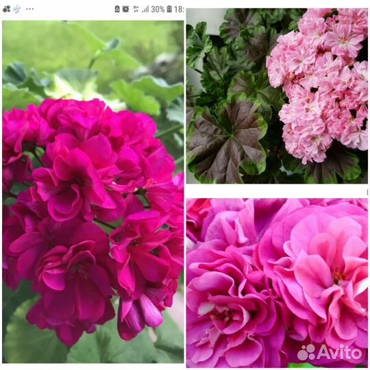 Пеларгонии сортовые много новинок