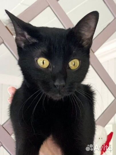 Чёрная ласковая короткошертная Кошка