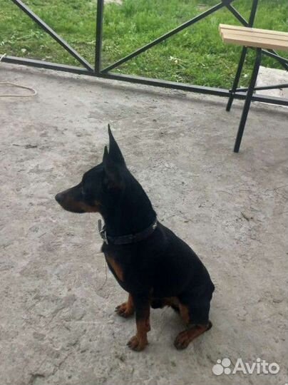 Щенки цвергпинчера (мини доберман)