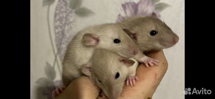 Крысята Дамбо Агути с клеткой