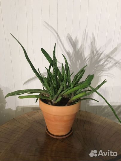 Комнатные растения цветы