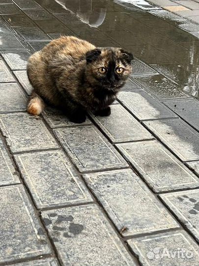 Кошки в добрые руки бесплатно