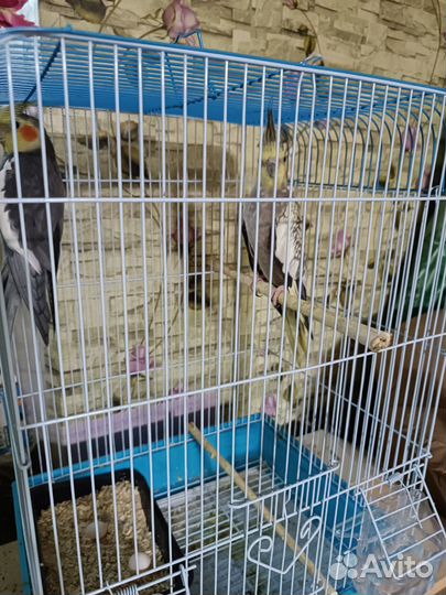 Попугай карелла с клеткой пара