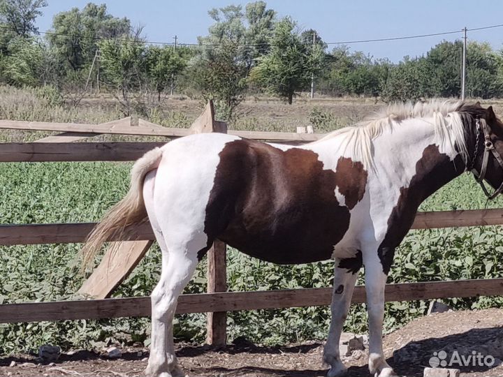 Продам лошадь (кобылу)
