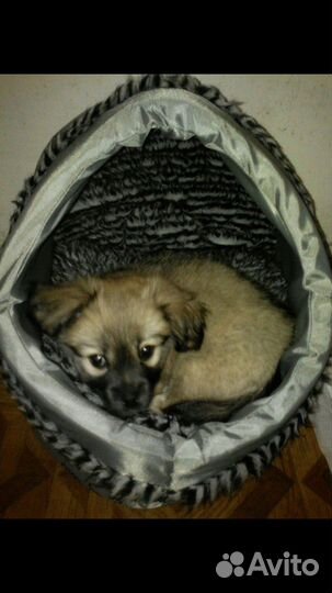 Домик для кошечки или собачки