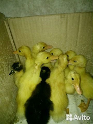 Птица яранск