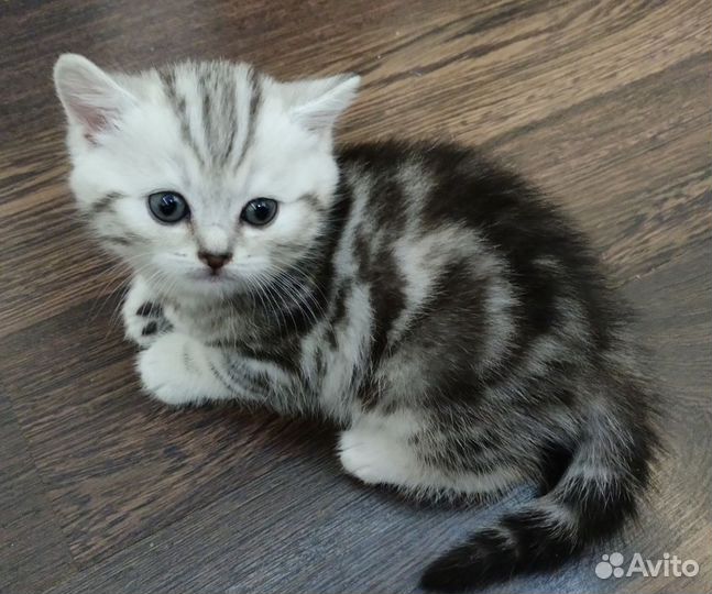 Шотландские котята