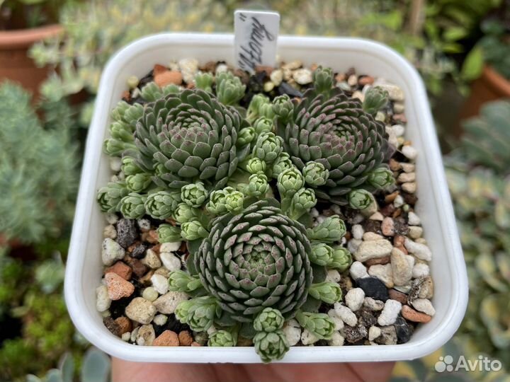 Суккуленты редкие