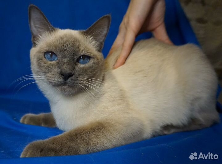 Тайские котята сил/блю пойнт подростки