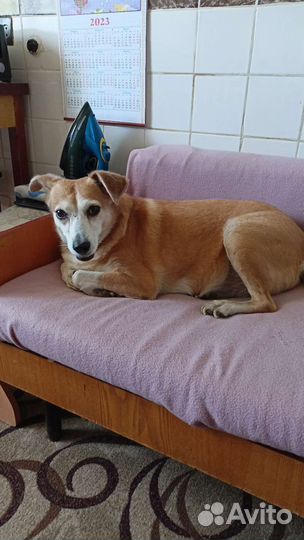 Собака в добрые руки отдам бесплатно