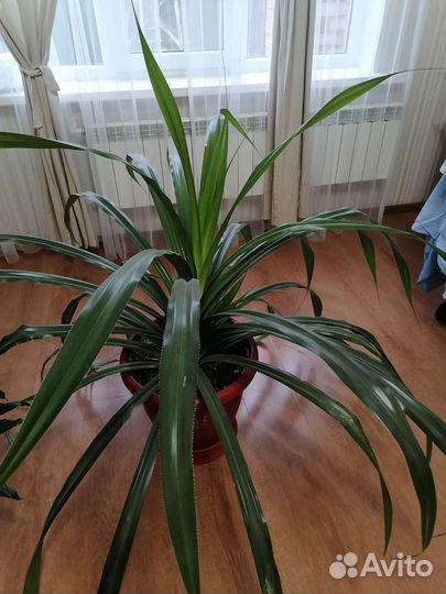 Пальма юкка