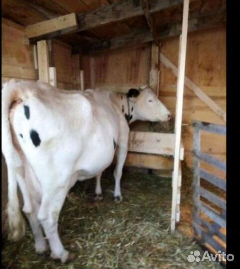 Молоко коровье домашнее