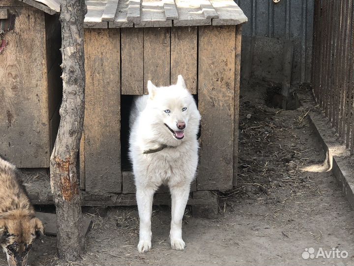 Помесь хаски