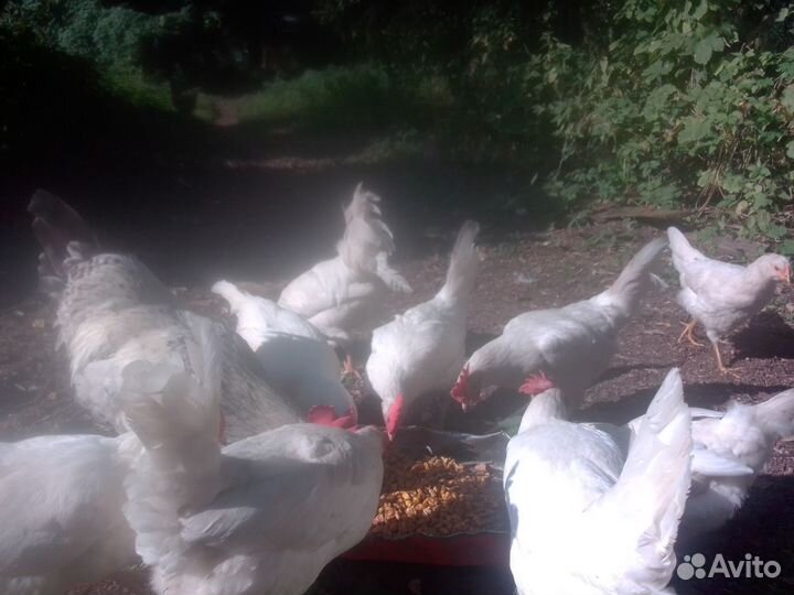 Молодые петухи