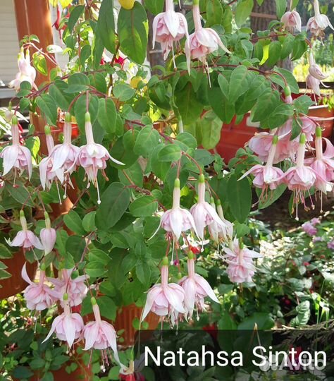 Фуксия (укорененные черенки)