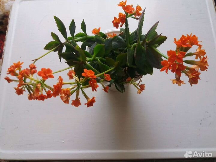 Каланхоэ цветущее Блоссфельда