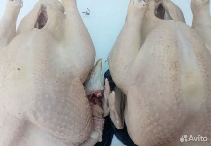 Мясо домашней индейки