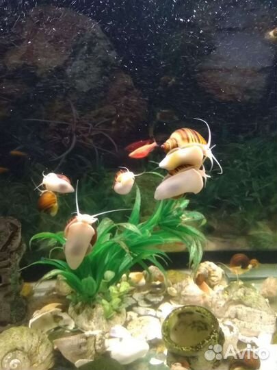 Улитки ампулярии