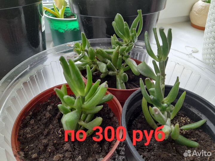 Крассула хоббит(коралл)